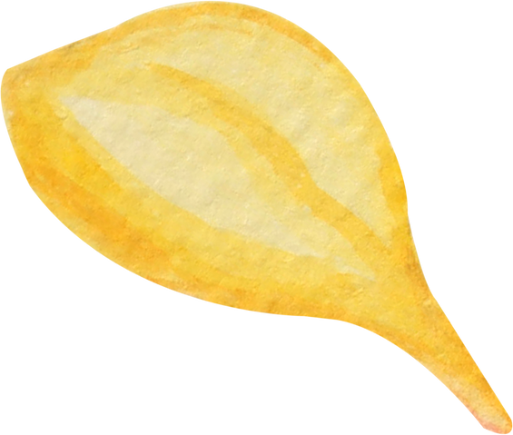 Sunflower Petal Watercolor Illustration