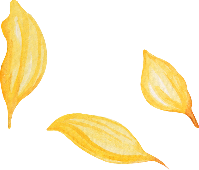 Sunflower Petals Watercolor Illustration